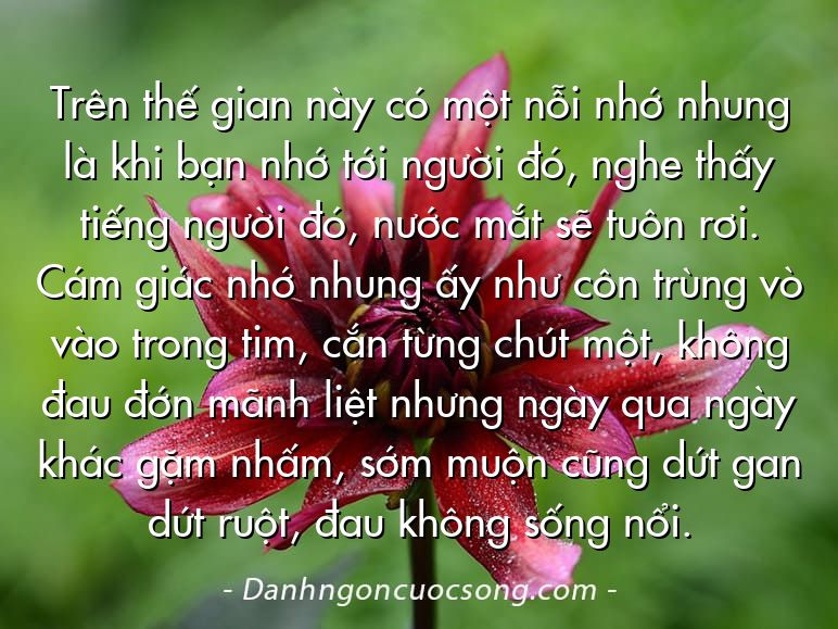 Trên thế gian này có một nỗi nhớ nhung là khi bạn nhớ tới người đó, nghe thấy tiếng người đó, nước mắt sẽ tuôn rơi. Cám giác nhớ nhung ấy như côn trùng vò vào trong tim, cắn từng chút một, không đau đớn mãnh liệt nhưng ngày qua ngày khác gặm nhấm, sớm muộn cũng dứt gan dứt ruột, đau không sống nổi.