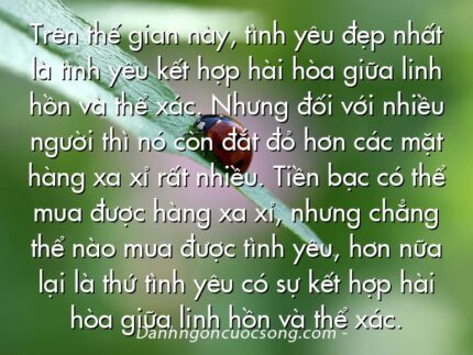 Trên thế gian này, tình yêu đẹp nhất là tình yêu kết hợp hài hòa giữa linh hồn và thể xác. Nhưng đối với nhiều người thì nó còn đắt đỏ hơn các mặt hàng xa xỉ rất nhiều. Tiền bạc có thể mua được hàng xa xỉ, nhưng chẳng thể nào mua được tình yêu, hơn nữa lại là thứ tình yêu có sự kết hợp hài hòa giữa linh hồn và thể xác.