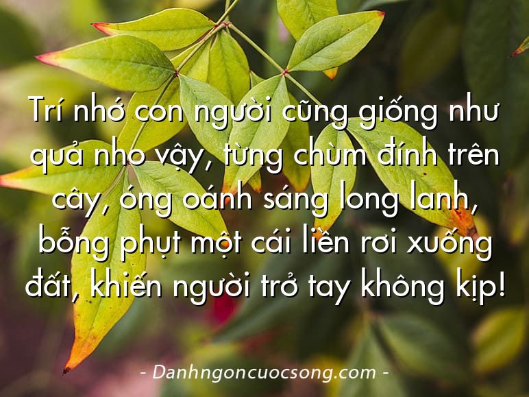 Trí nhớ con người cũng giống như quả nho vậy, từng chùm đính trên cây, óng oánh sáng long lanh, bỗng phụt một cái liền rơi xuống đất, khiến người trở tay không kịp!