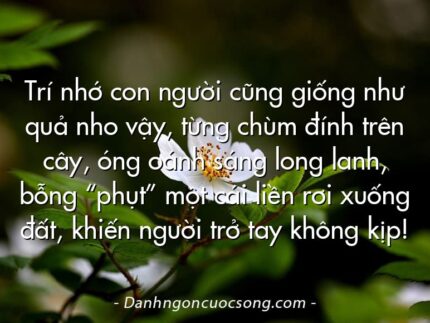 Trí nhớ con người cũng giống như quả nho vậy, từng chùm đính trên cây, óng oánh sáng long lanh, bỗng “phụt” một cái liền rơi xuống đất, khiến người trở tay không kịp!