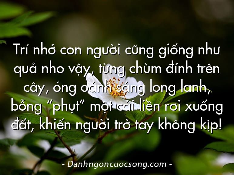 Trí nhớ con người cũng giống như quả nho vậy, từng chùm đính trên cây, óng oánh sáng long lanh, bỗng “phụt” một cái liền rơi xuống đất, khiến người trở tay không kịp!
