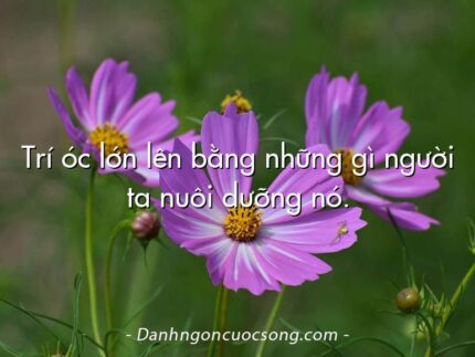 Trí óc lớn lên bằng những gì người ta nuôi dưỡng nó.