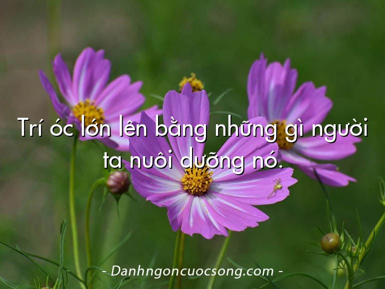 Trí óc lớn lên bằng những gì người ta nuôi dưỡng nó.