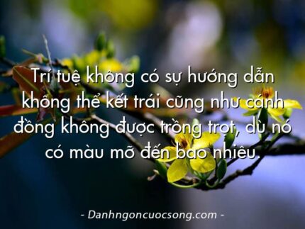 Trí tuệ không có sự hướng dẫn không thể kết trái cũng như cánh đồng không được trồng trọt, dù nó có màu mỡ đến bao nhiêu.