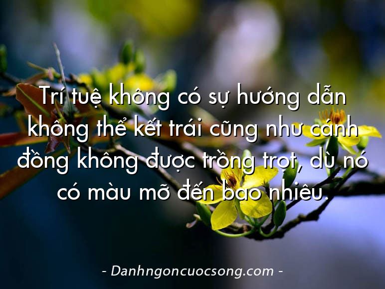 Trí tuệ không có sự hướng dẫn không thể kết trái cũng như cánh đồng không được trồng trọt, dù nó có màu mỡ đến bao nhiêu.