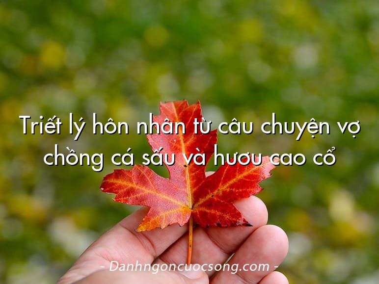 Triết lý hôn nhân từ câu chuyện vợ chồng cá sấu và hươu cao cổ