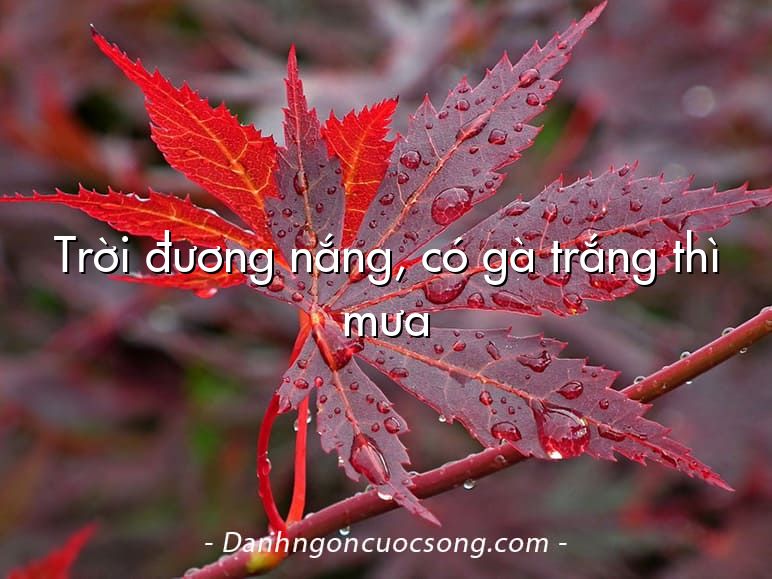 Trời đương nắng, có gà trắng thì mưa