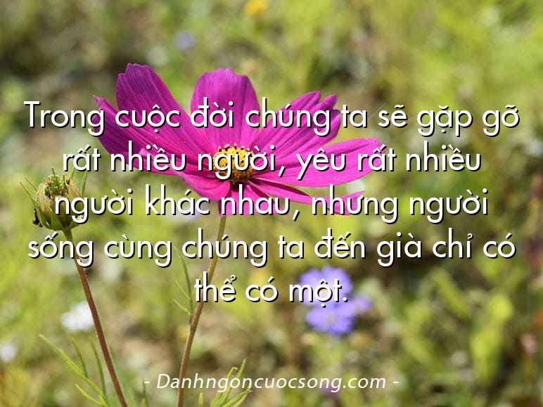 Trong cuộc đời chúng ta sẽ gặp gỡ rất nhiều người, yêu rất nhiều người khác nhau, nhưng người sống cùng chúng ta đến già chỉ có thể có một.