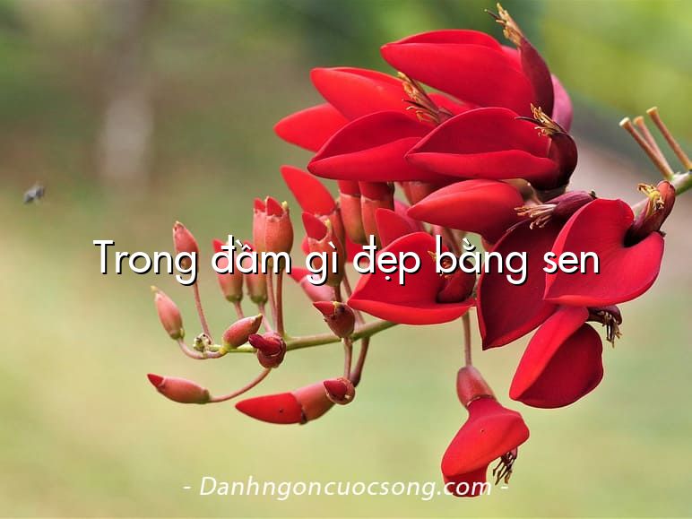 Trong đầm gì đẹp bằng sen