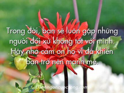 Trong đời, bạn sẽ luôn gặp những người đối xử không tốt với mình. Hãy nhớ cảm ơn họ vì đã khiến bạn trở nên mạnh mẽ.
