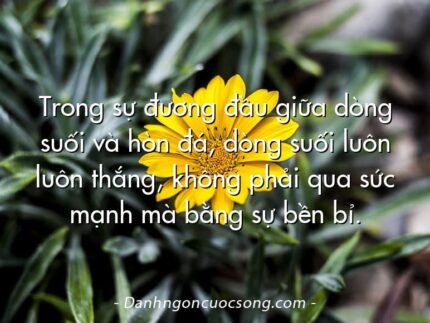 Trong sự đương đầu giữa dòng suối và hòn đá, dòng suối luôn luôn thắng, không phải qua sức mạnh mà bằng sự bền bỉ.