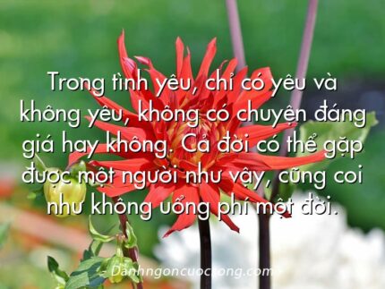 Trong tình yêu, chỉ có yêu và không yêu, không có chuyện đáng giá hay không. Cả đời có thể gặp được một người như vậy, cũng coi như không uổng phí một đời.