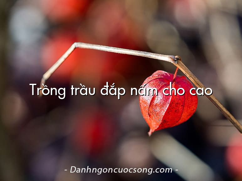 Trồng trầu đắp nấm cho cao