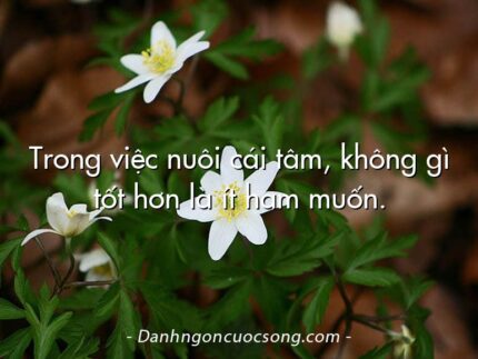 Trong việc nuôi cái tâm, không gì tốt hơn là ít ham muốn.