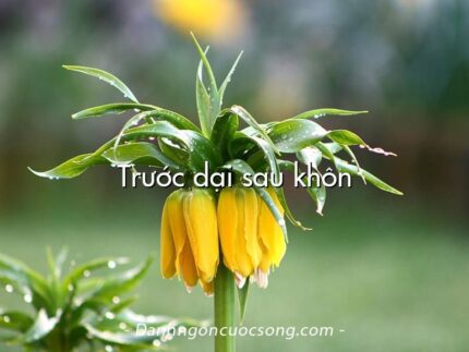 Trước dại sau khôn