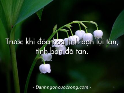 Trước khi đóa hoa tình bạn lụi tàn, tình bạn đã tan.