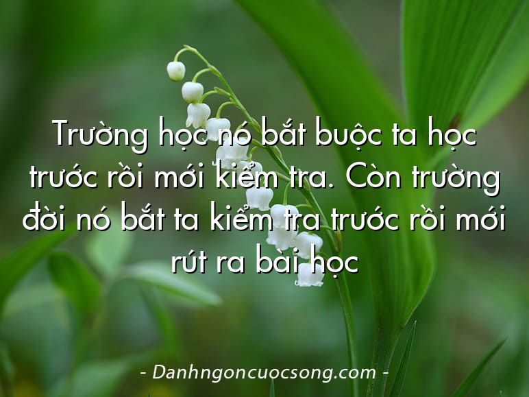 Trường học nó bắt buộc ta học trước rồi mới kiểm tra. Còn trường đời nó bắt ta kiểm tra trước rồi mới rút ra bài học