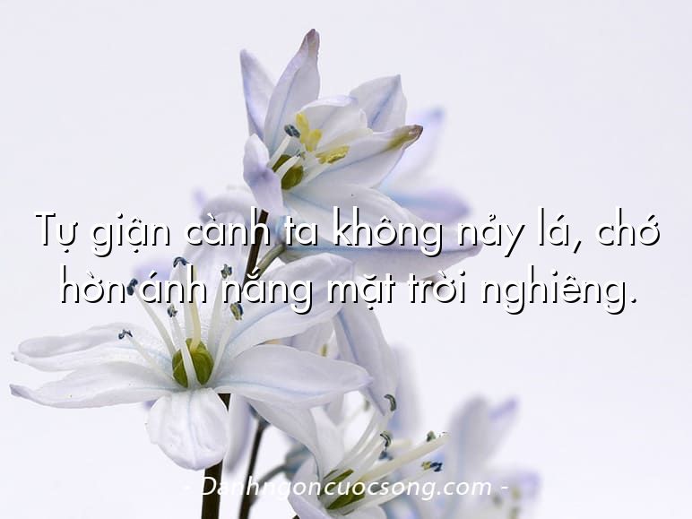 Tự giận cành ta không nảy lá, chớ hờn ánh nắng mặt trời nghiêng.