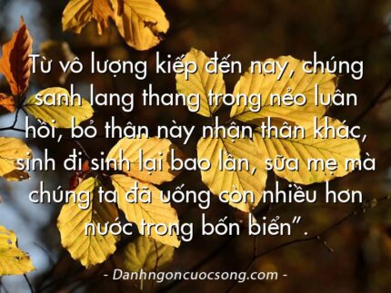 Từ vô lượng kiếp đến nay, chúng sanh lang thang trong nẻo luân hồi, bỏ thân này nhận thân khác, sinh đi sinh lại bao lần, sữa mẹ mà chúng ta đã uống còn nhiều hơn nước trong bốn biển”.