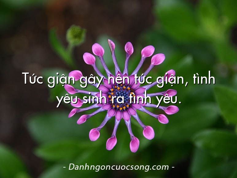 Tức giận gây nên tức giận, tình yêu sinh ra tình yêu.