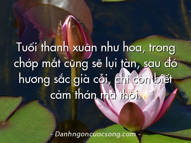 Tuổi thanh xuân như hoa, trong chớp mắt cũng sẽ lụi tàn, sau đó hương sắc già cỗi, chỉ còn biết cảm thán mà thôi.