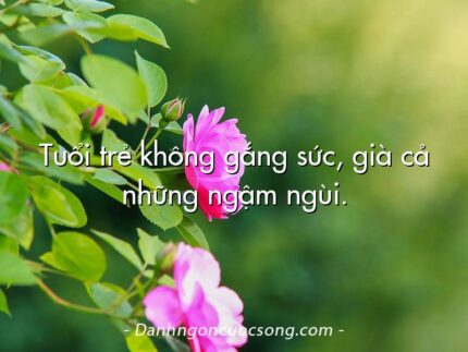 Tuổi trẻ không gắng sức, già cả những ngậm ngùi.