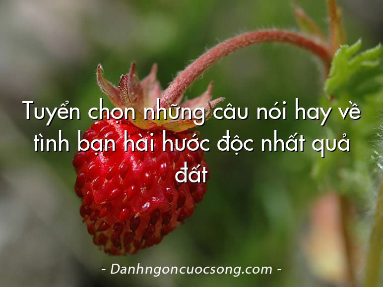 Tuyển chọn những câu nói hay về tình bạn hài hước độc nhất quả đất
