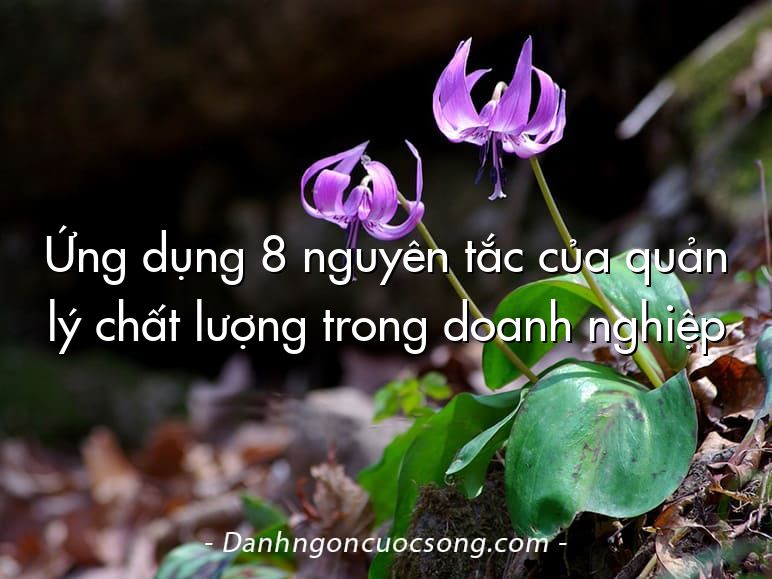 Ứng dụng 8 nguyên tắc của quản lý chất lượng trong doanh nghiệp