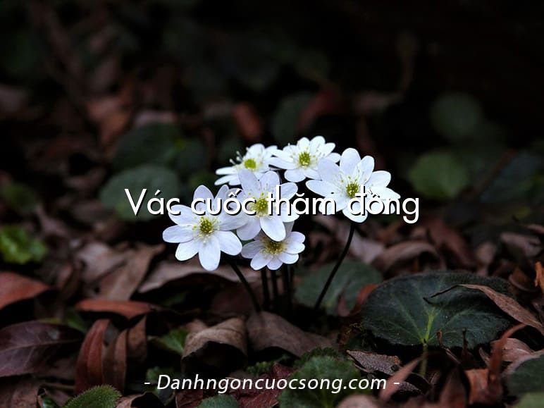 Vác cuốc thăm đồng