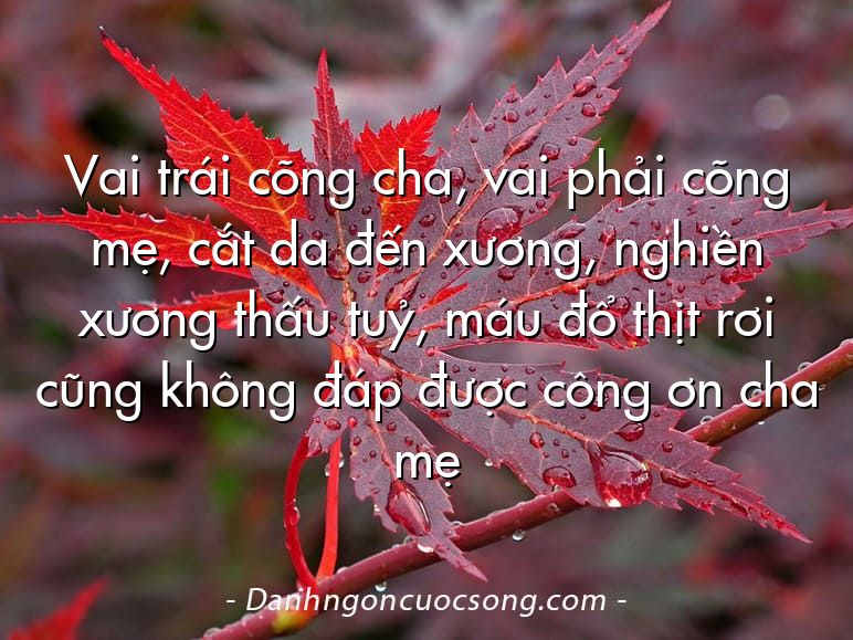 Vai trái cõng cha, vai phải cõng mẹ, cắt da đến xương, nghiền xương thấu tuỷ, máu đổ thịt rơi cũng không đáp được công ơn cha mẹ