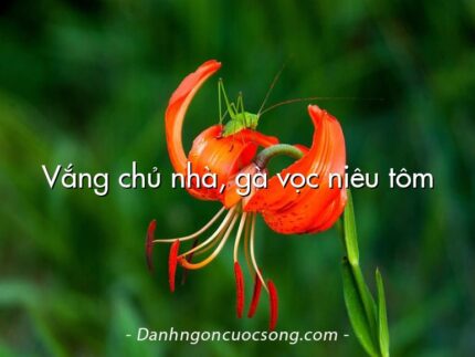 Vắng chủ nhà, gà vọc niêu tôm