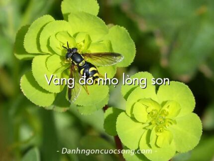 Vàng đỏ nhọ lòng son