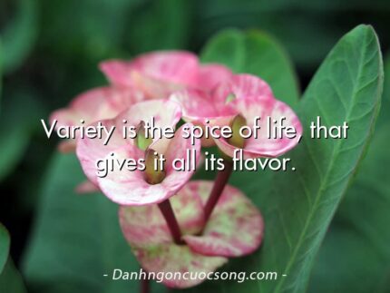 Variety is the spice of life, that gives it all its flavor.