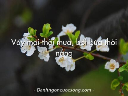 Vẩy mại thời mưa, bối bừa thời nắng