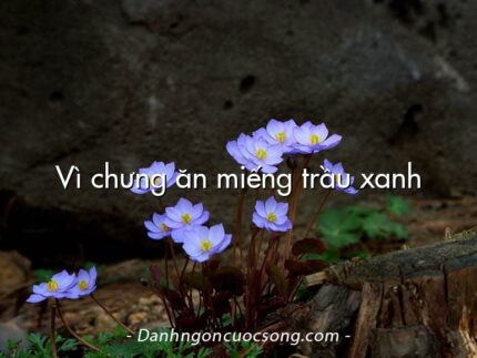 Vì chưng ăn miếng trầu xanh