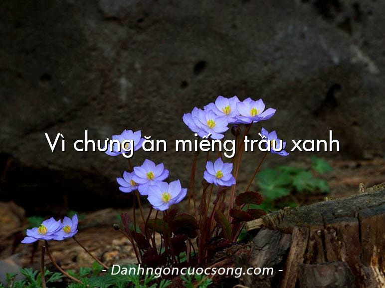 Vì chưng ăn miếng trầu xanh