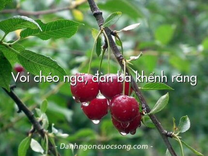 Voi chéo ngà, đàn bà khểnh răng