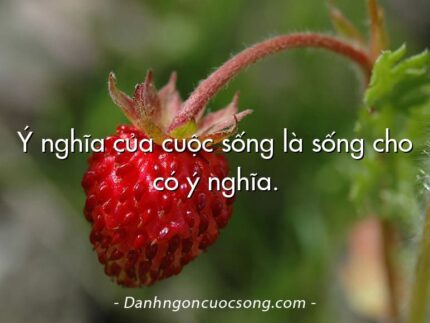 Ý nghĩa của cuộc sống là sống cho có ý nghĩa.