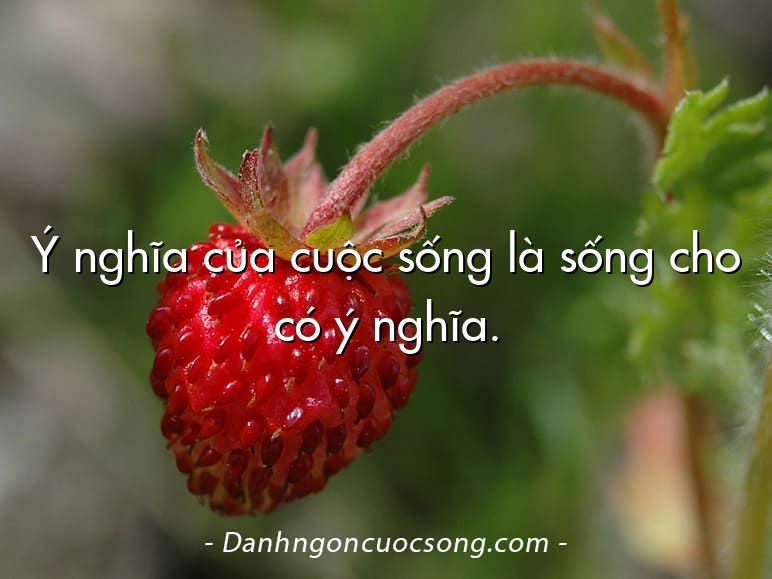 Ý nghĩa của cuộc sống là sống cho có ý nghĩa.