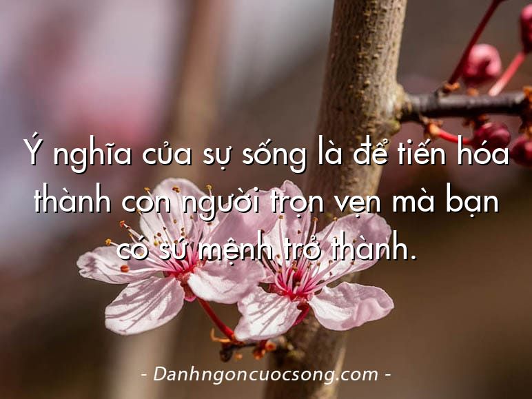 Ý nghĩa của sự sống là để tiến hóa thành con người trọn vẹn mà bạn có sứ mệnh trở thành.