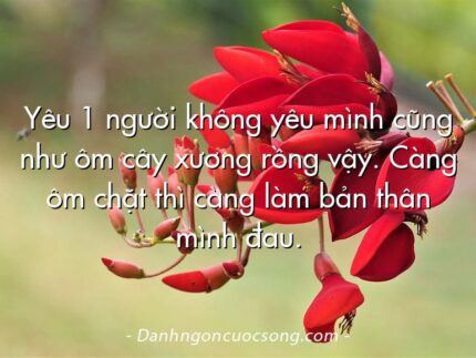 Yêu 1 người không yêu mình cũng như ôm cây xương rồng vậy. Càng ôm chặt thì càng làm bản thân mình đau.