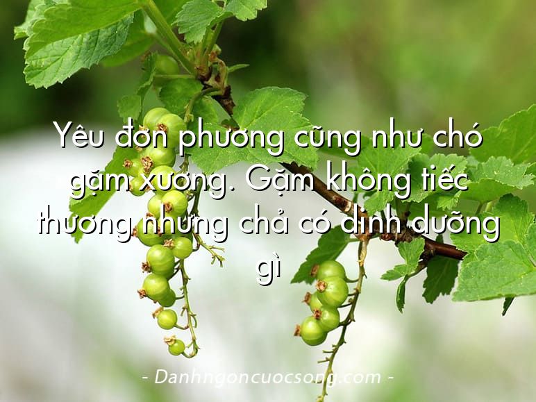 Yêu đơn phương cũng như chó gặm xương. Gặm không tiếc thương nhưng chả có dinh dưỡng gì