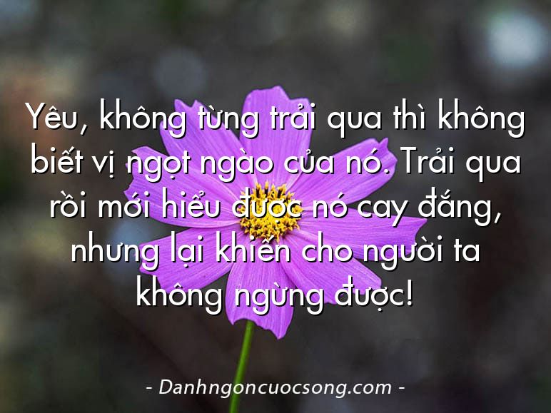 Yêu, không từng trải qua thì không biết vị ngọt ngào của nó. Trải qua rồi mới hiểu được nó cay đắng, nhưng lại khiến cho người ta không ngừng được!