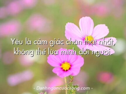 Yêu là cảm giác chân thật nhất, không thể lừa mình dối người.