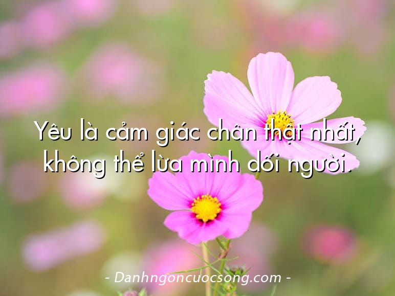 Yêu là cảm giác chân thật nhất, không thể lừa mình dối người.