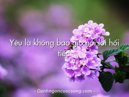Yêu là không bao giờ nói lời hối tiếc.