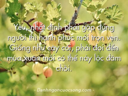 Yêu, nhất định phải gặp đúng người thì hạnh phúc mới trọn vẹn. Giống như cây cối, phải đợi đến mùa xuân mới có thể nảy lộc đâm chồi.