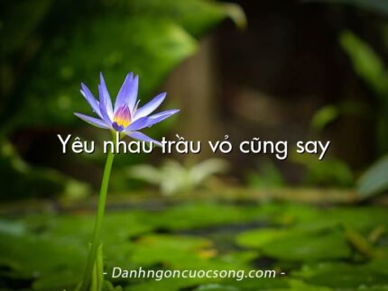 Yêu nhau trầu vỏ cũng say