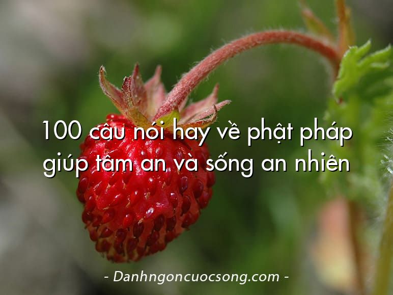 100 câu nói hay về phật pháp giúp tâm an và sống an nhiên