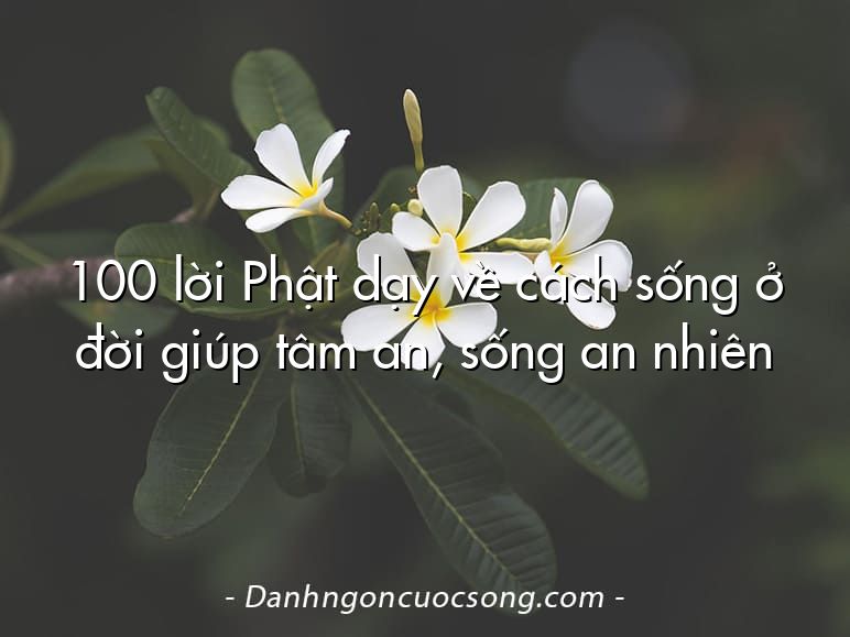 100 lời Phật dạy về cách sống ở đời giúp tâm an, sống an nhiên